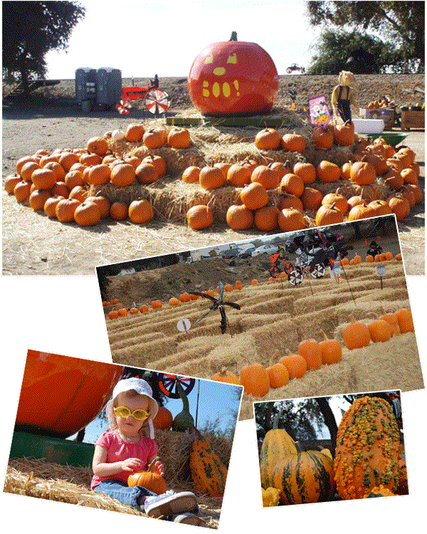 Uncle Ray's Pumpkin Patch